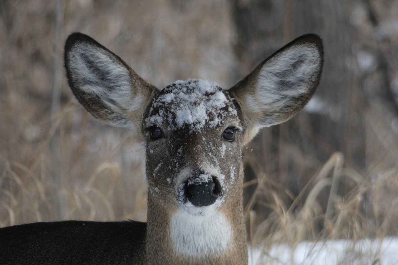 deer  nature  forest free photo