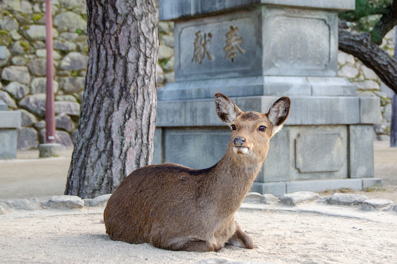 deer  sika deer  miyajima free photo
