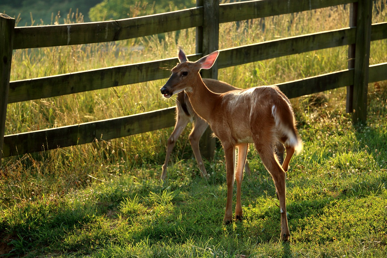 deer  fence  animal free photo