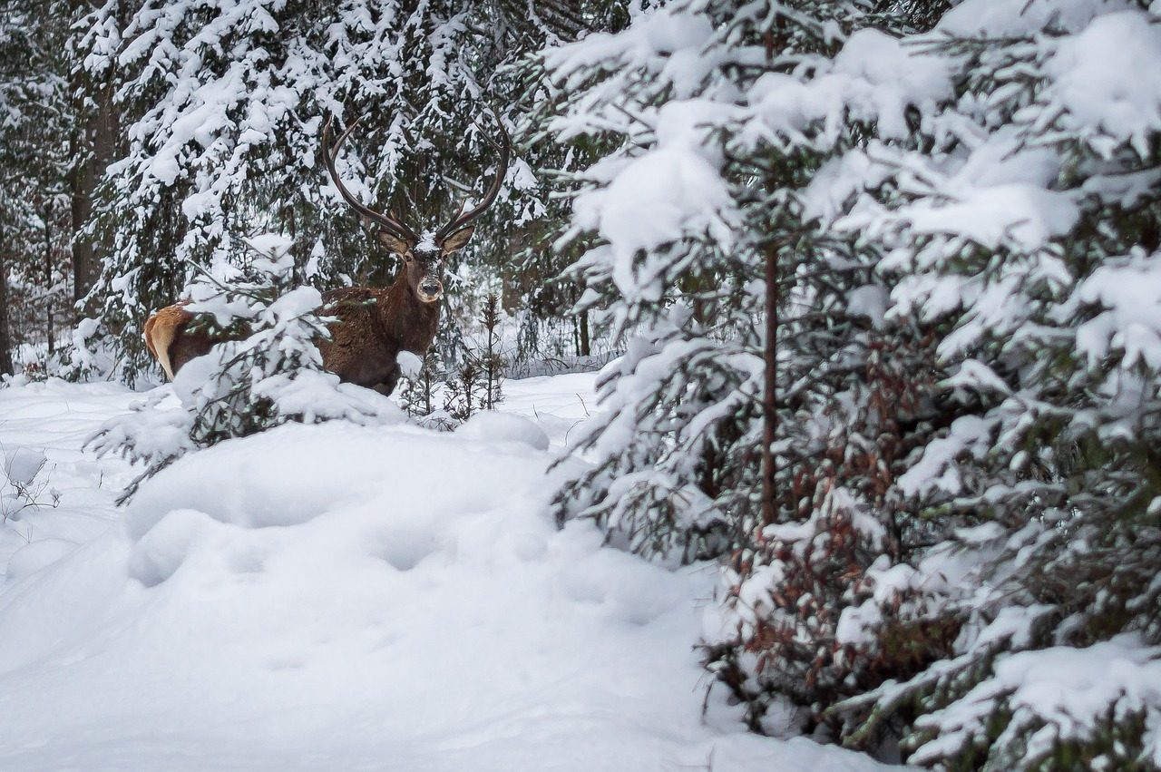 deer  snow  winter free photo