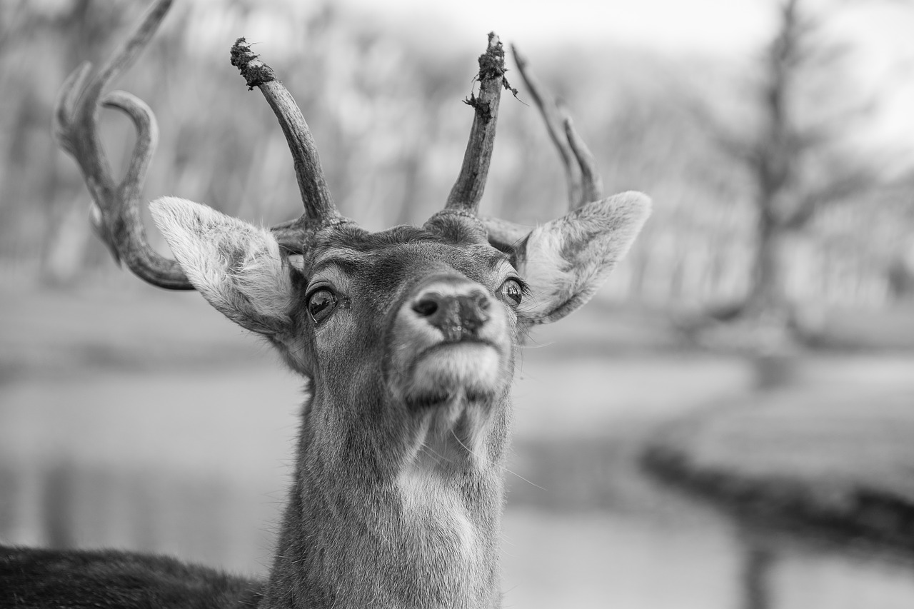 deer  fallow deer  fallow free photo