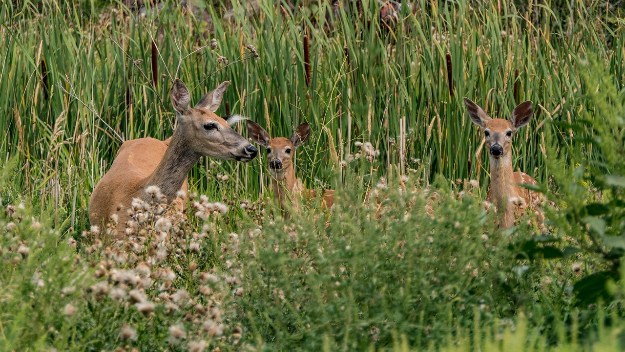 deer  wildlife  mammal free photo