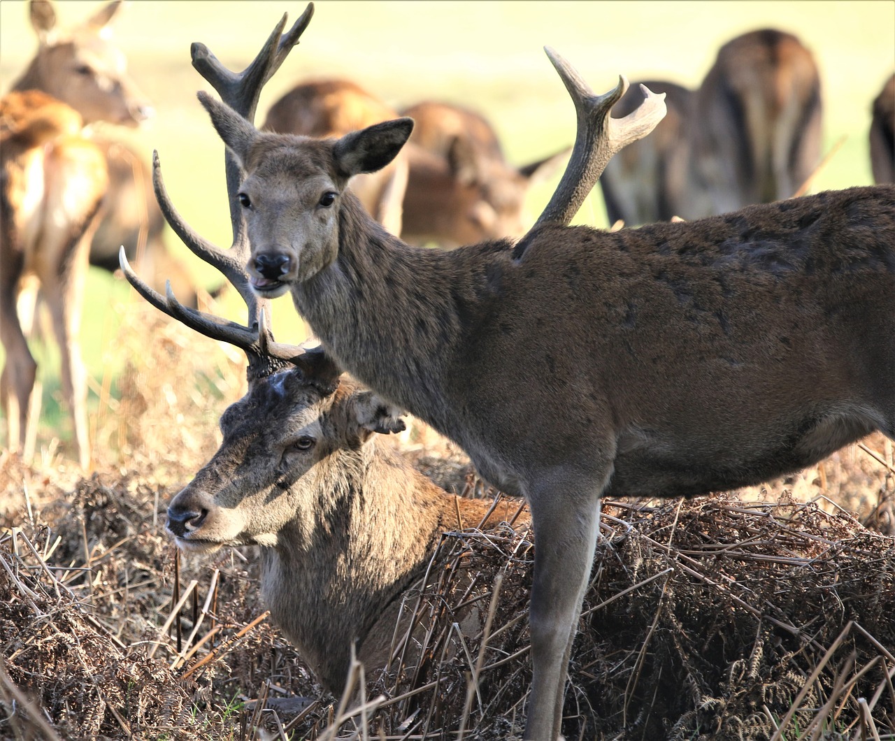 deer  animal  nature free photo