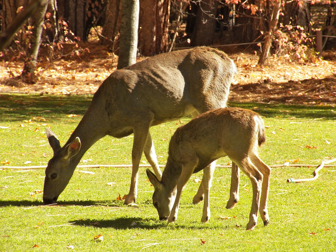 deer nature out free photo