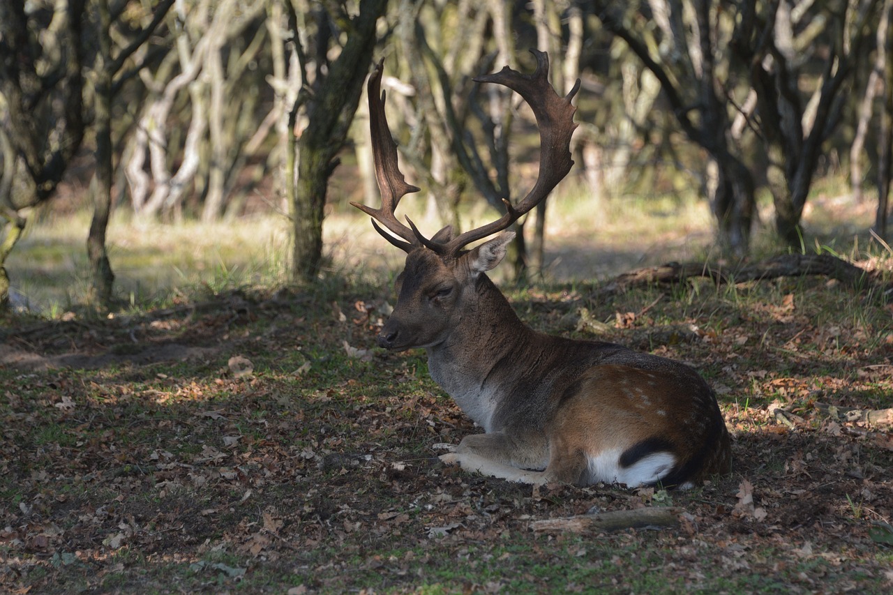 deer  forest  animal free photo