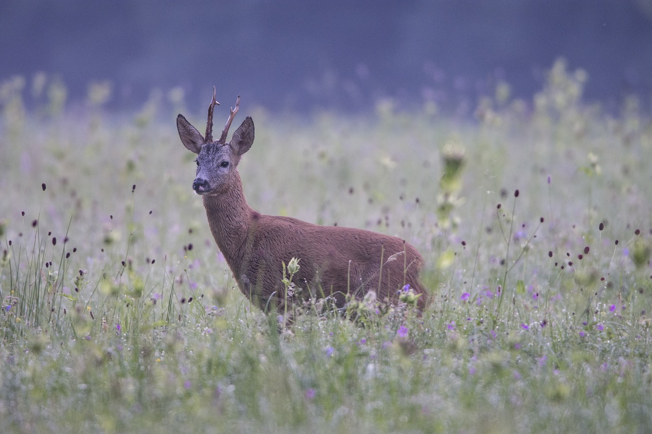 deer  morning  meadow free photo