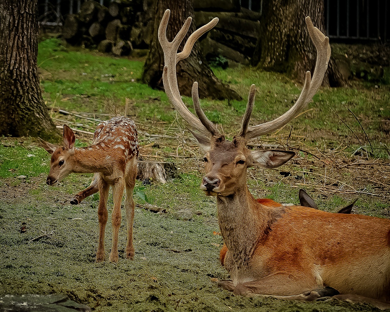 deer animal adorable free photo