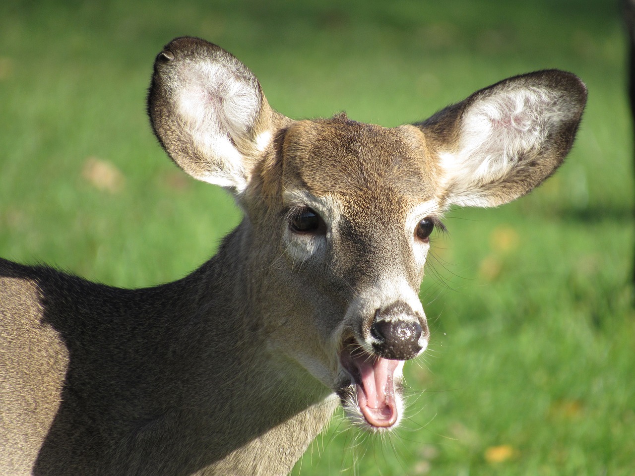 deer  male  nature free photo