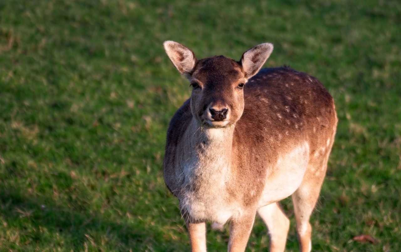 deer  fallow deer  animal free photo