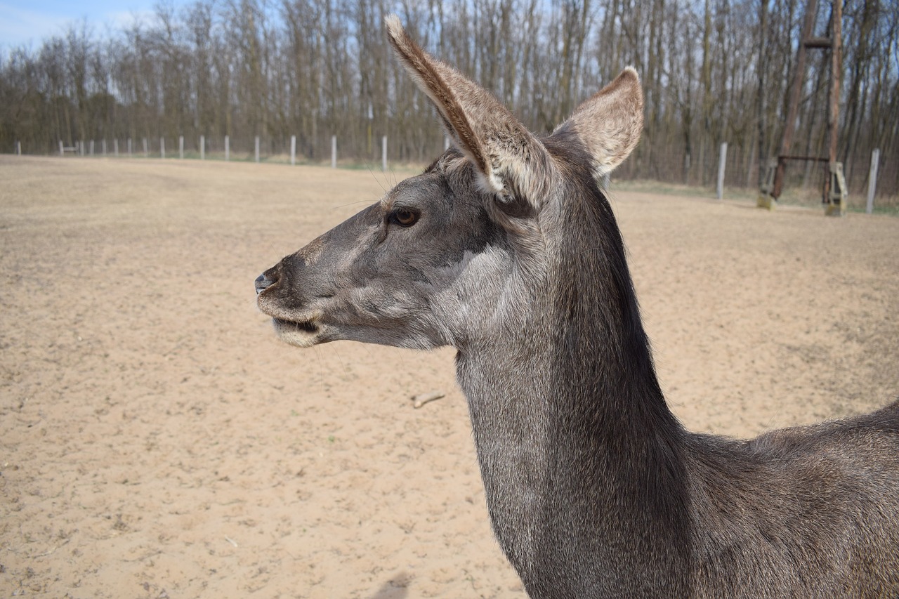 deer  spring  nature free photo