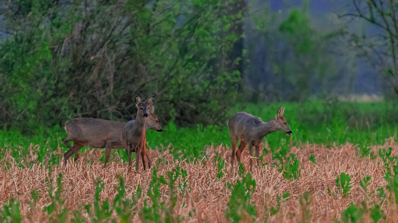 deer  animals  forest free photo