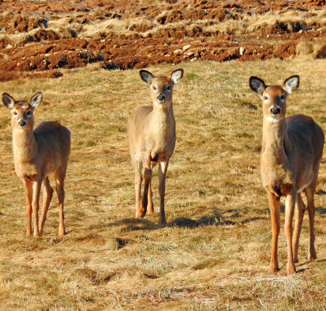 deer  fields  brown free photo