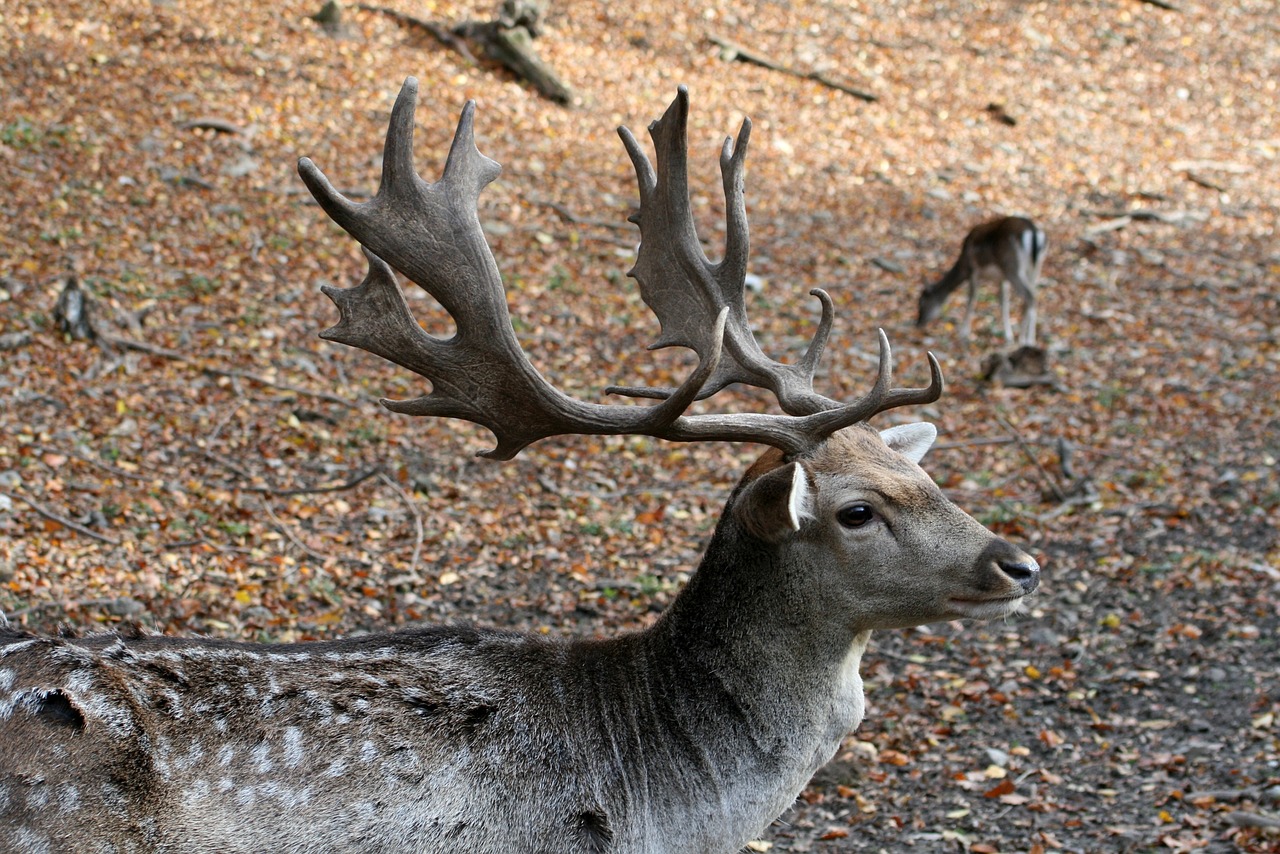 deer  male  forest free photo