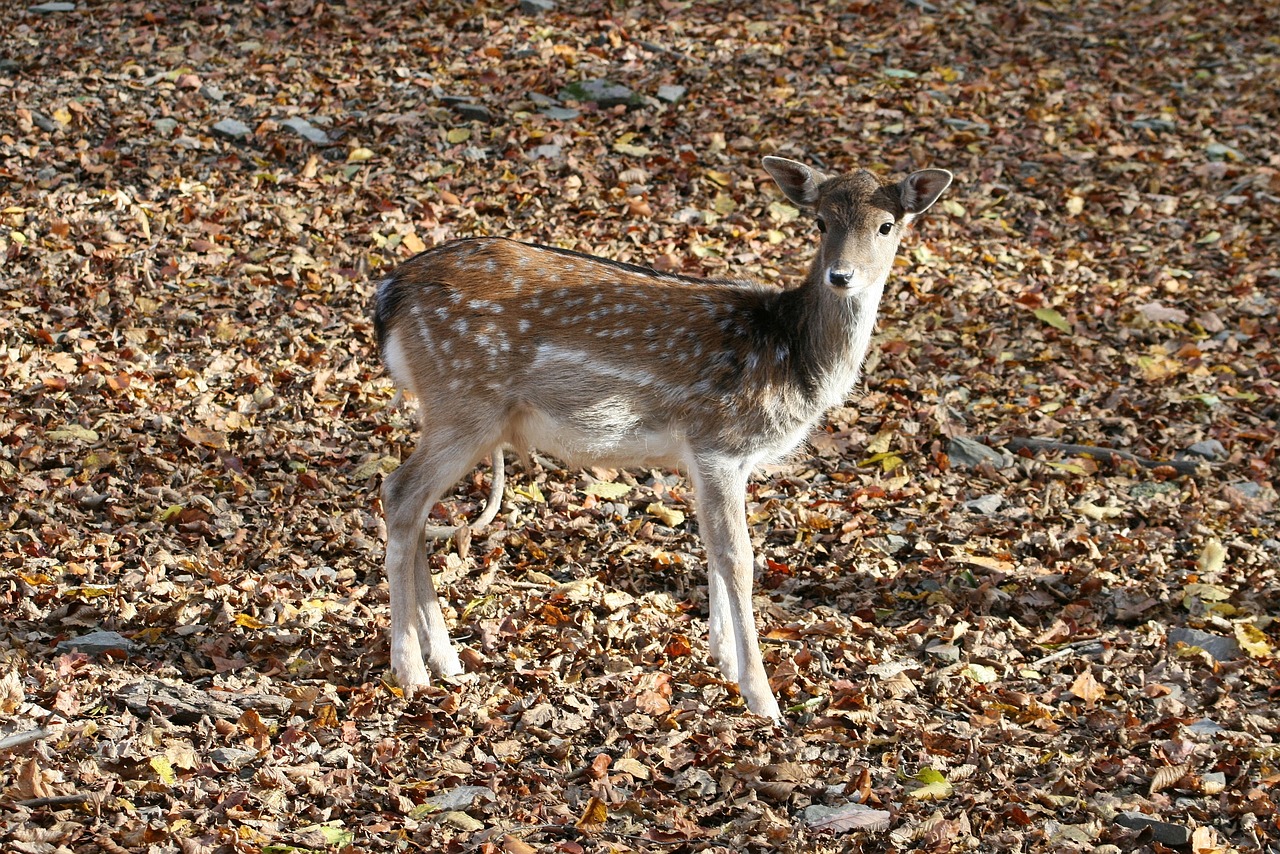 deer  forest  hungary free photo