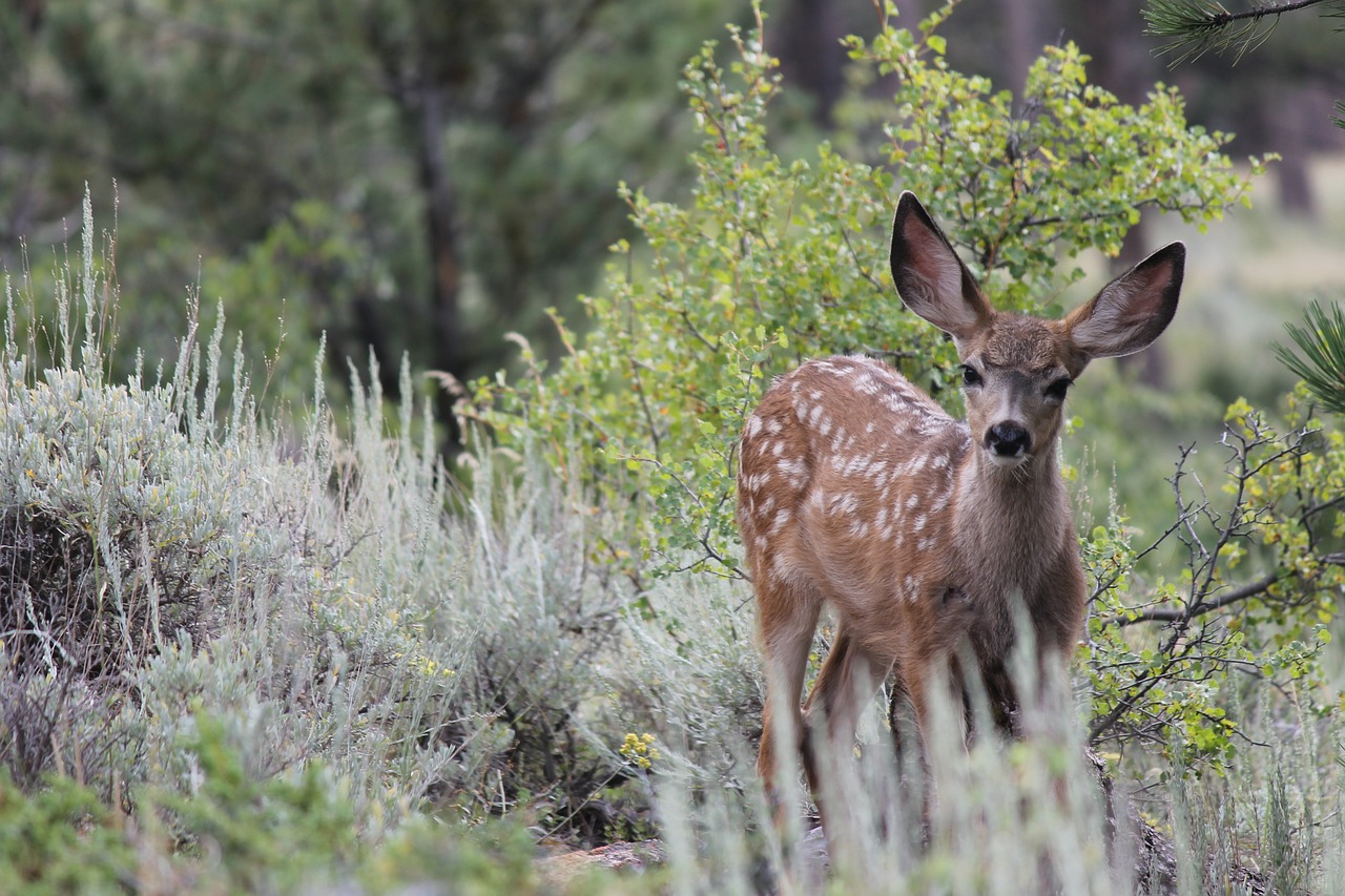 deer nature wildlife free photo