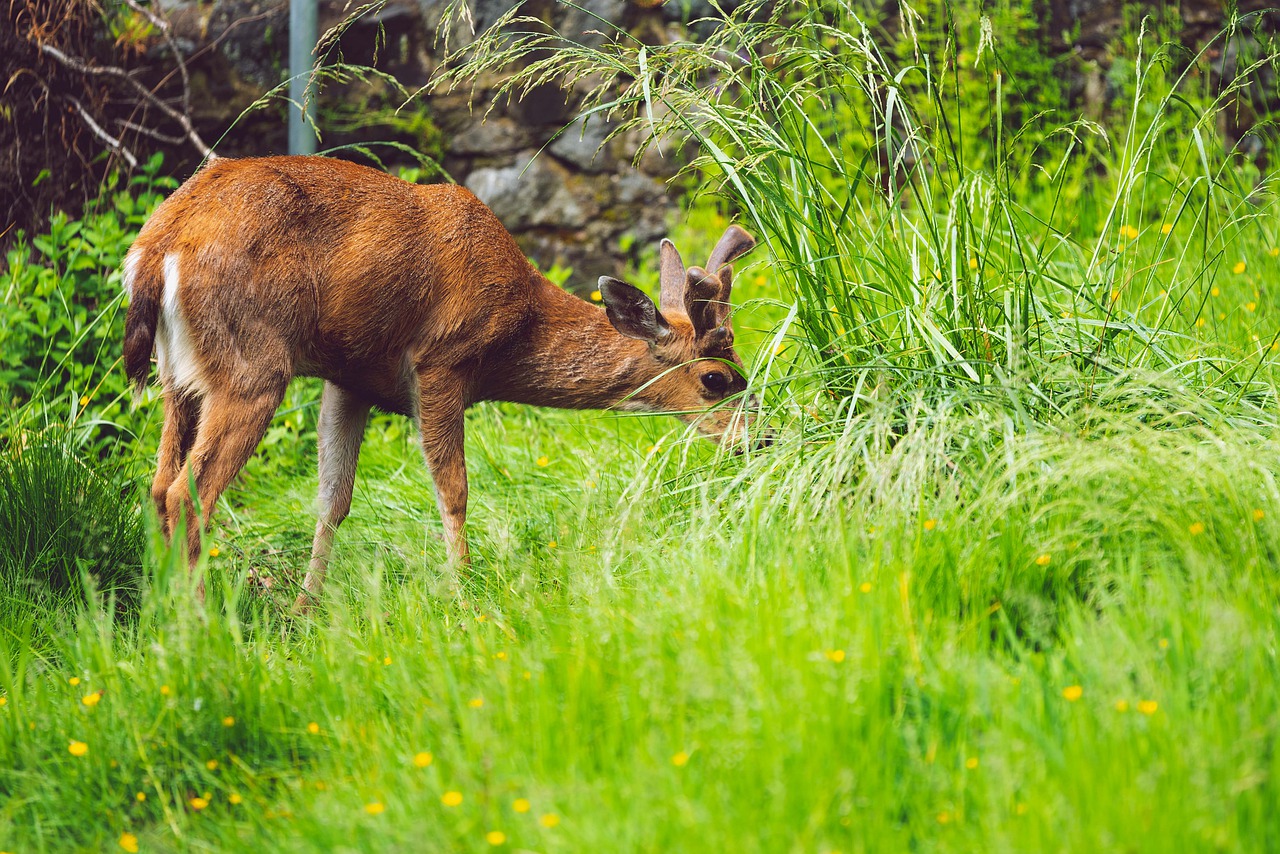 deer  male  young free photo