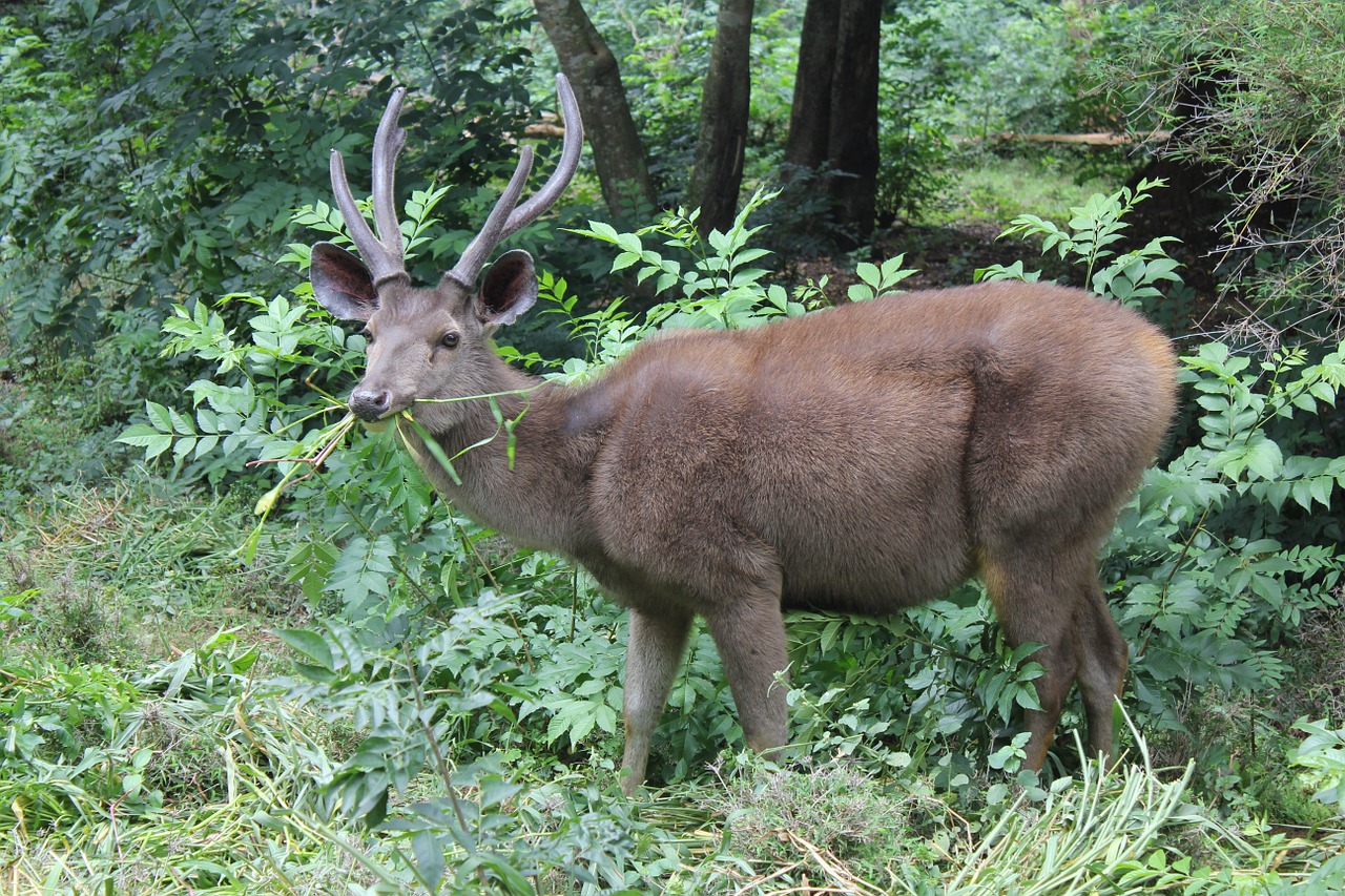 deer stag wildlife free photo