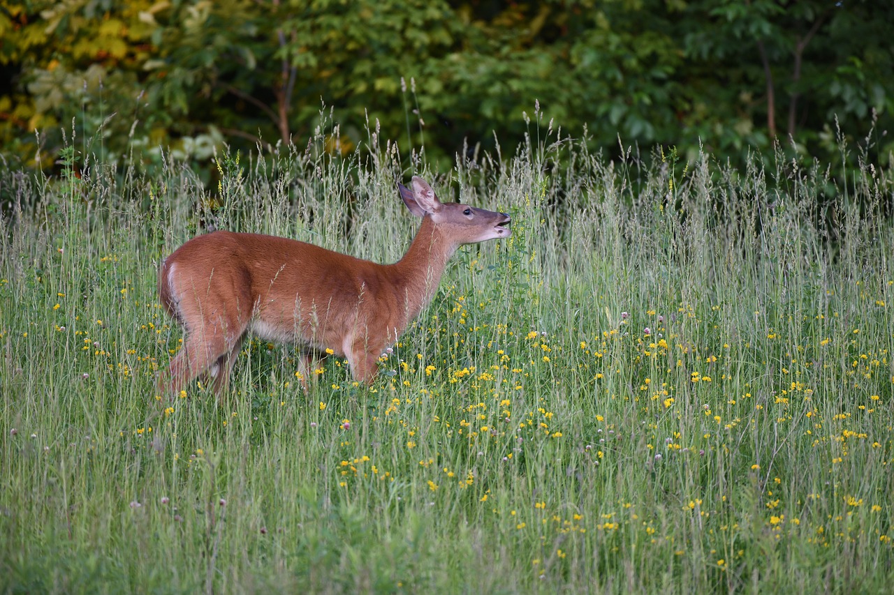 deer  doe  stag free photo