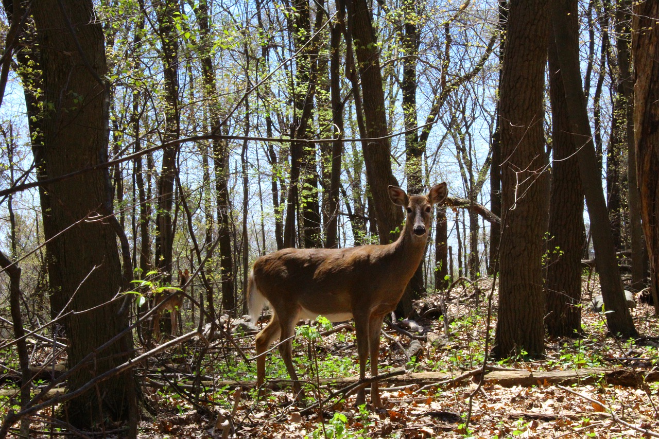 deer  forest  woods free photo