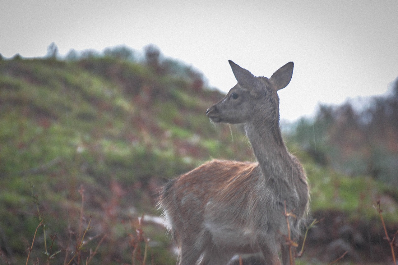 deer animal nature free photo