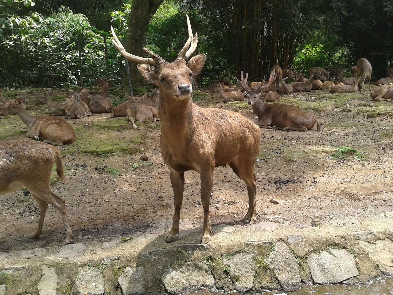 deer animals nature free photo