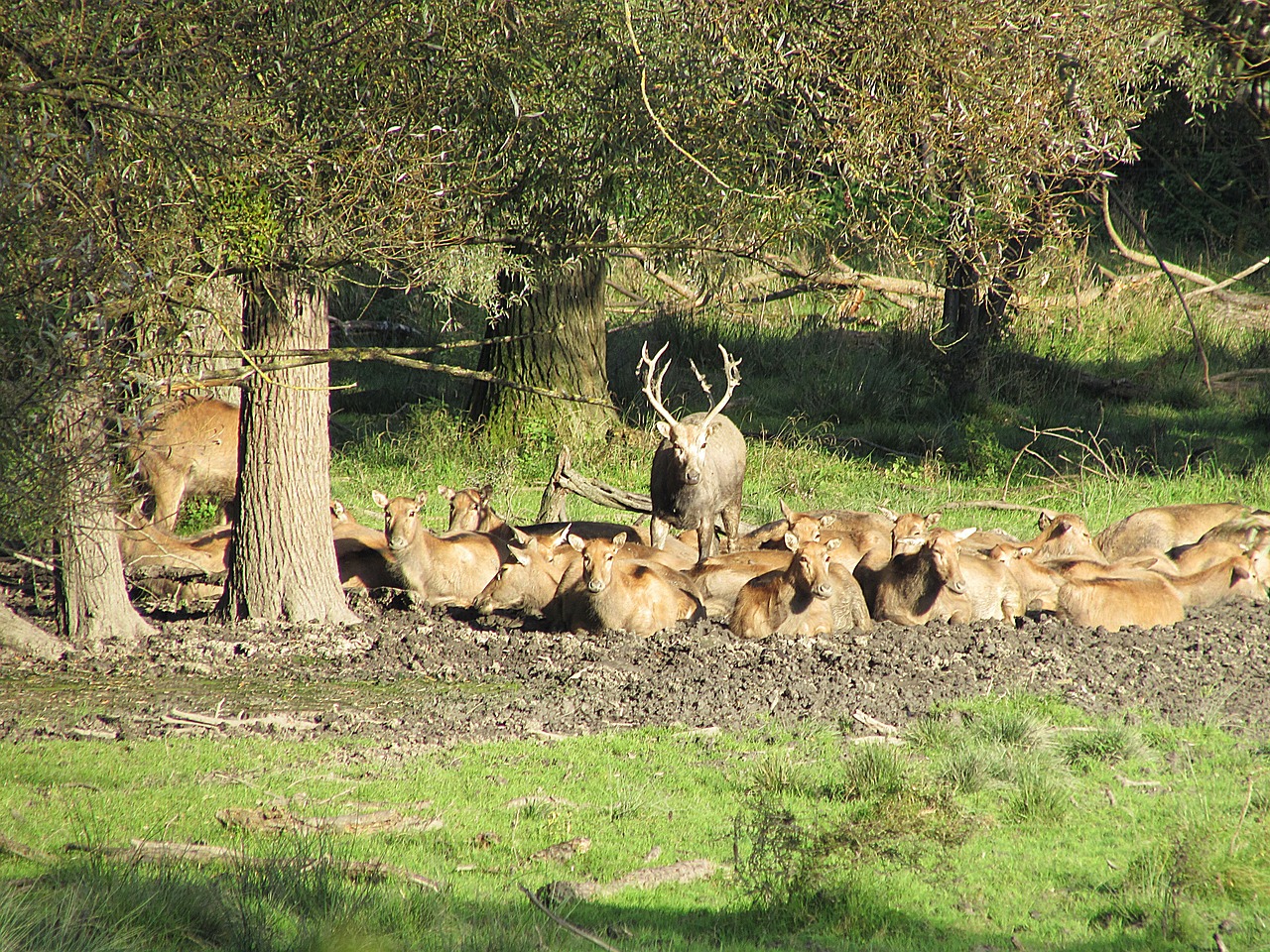 deer flock wild free photo