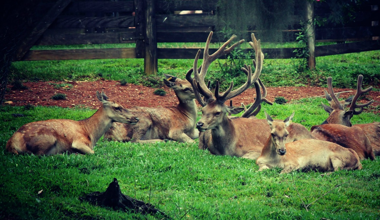 deer horns animals free photo