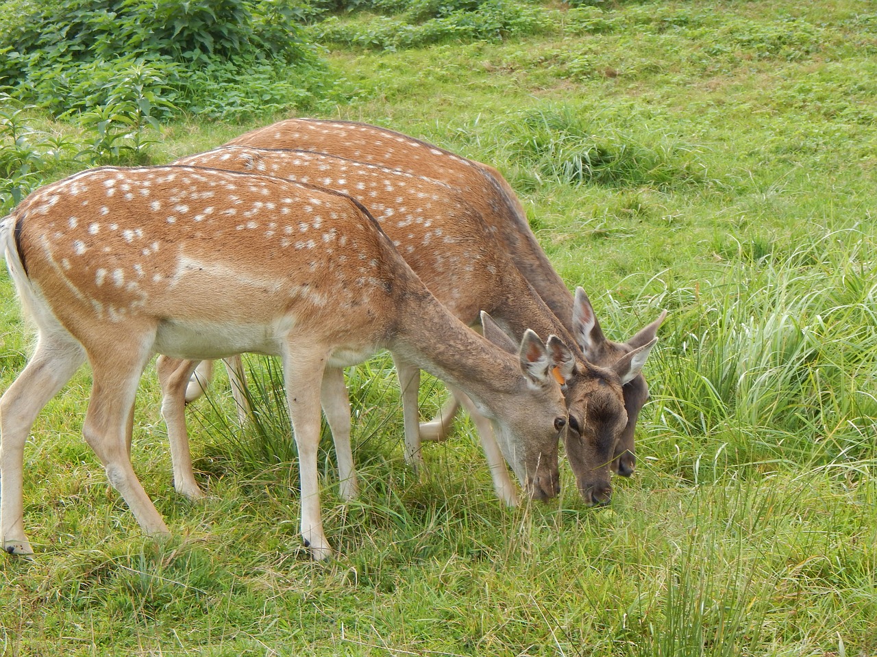 deer nature animal free photo