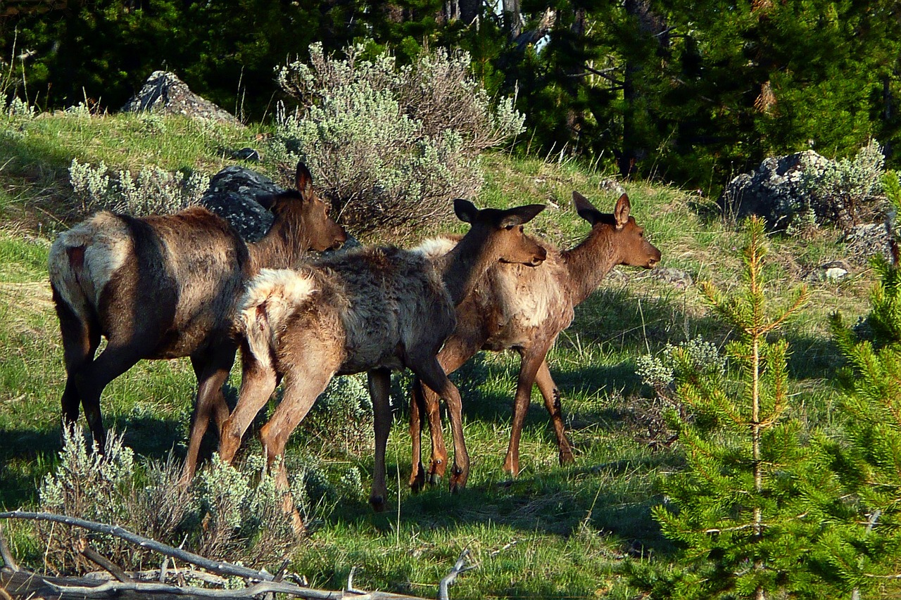 deer doe herd free photo