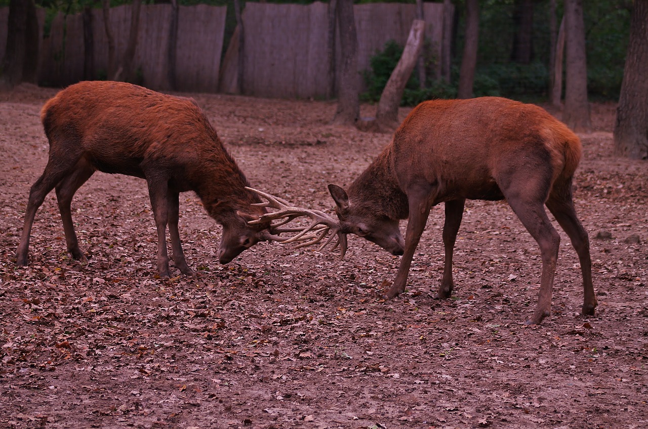 deer nature forest free photo