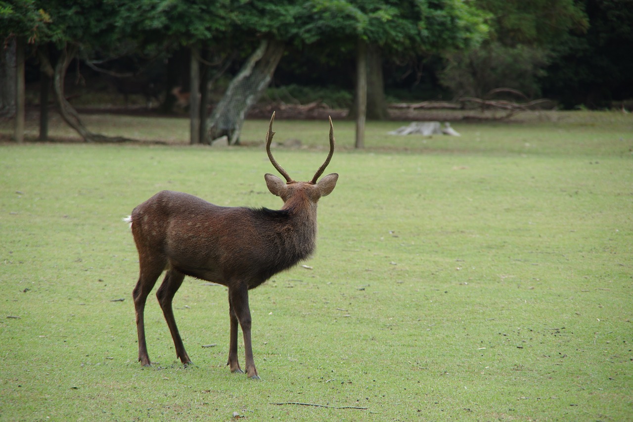 deer nara field free photo