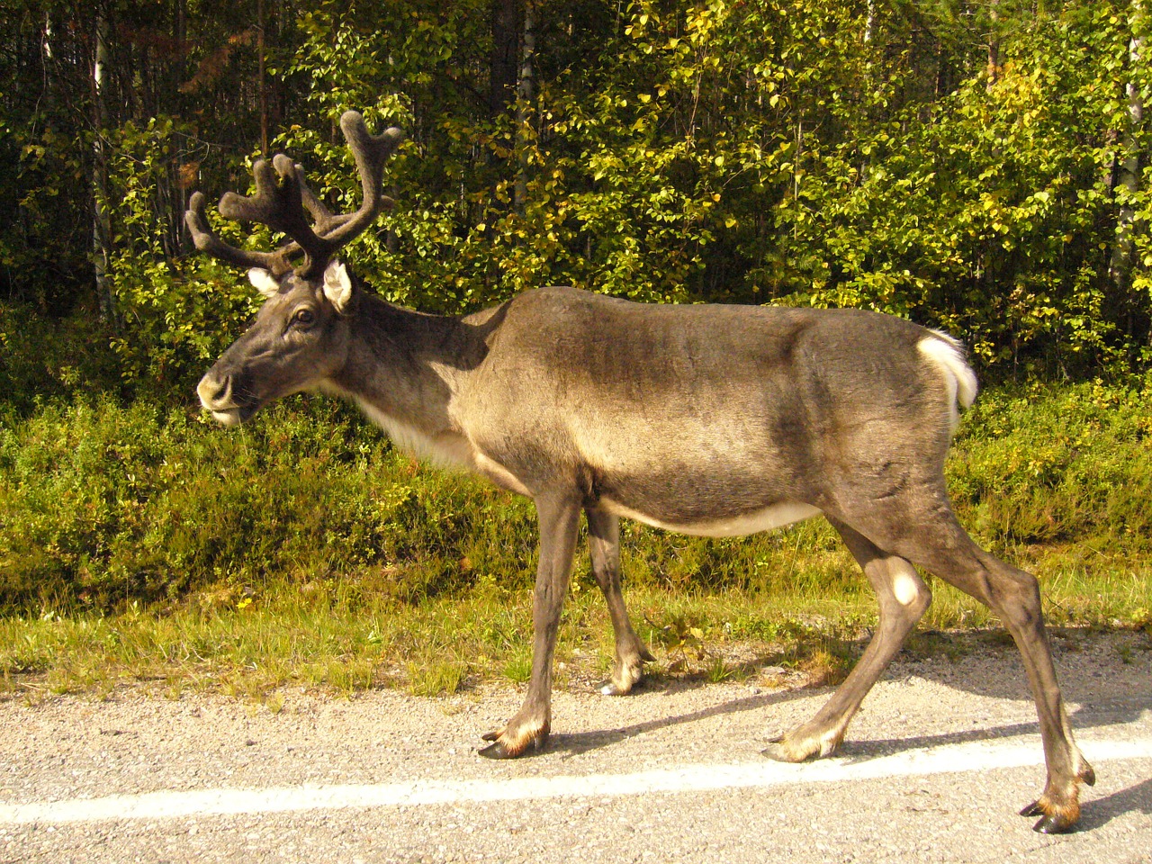 deer summer in the forest free photo