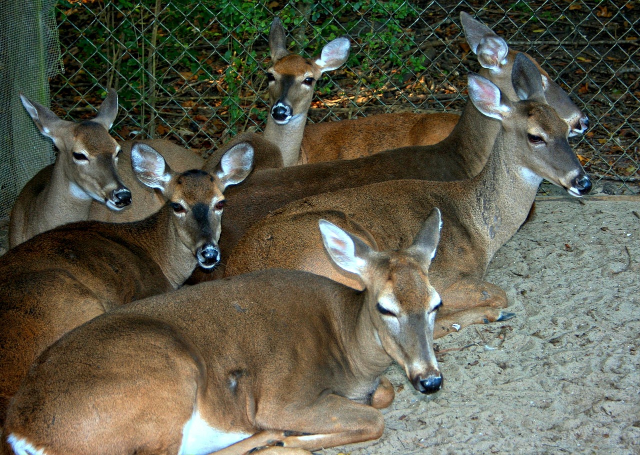 deer whitetail resting free photo