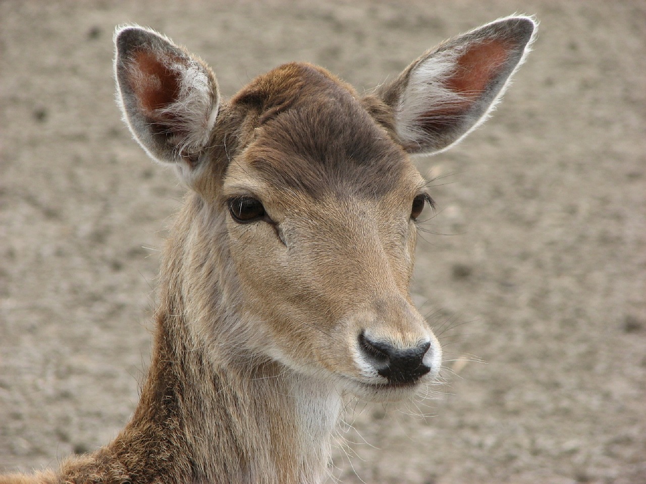 deer buck bambi free photo