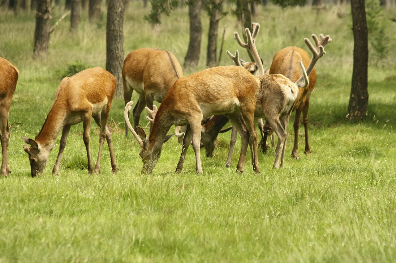 deer nature wild free photo