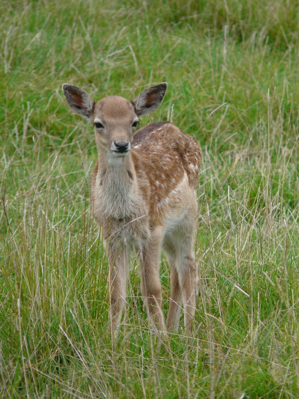 deer young animal nice free photo