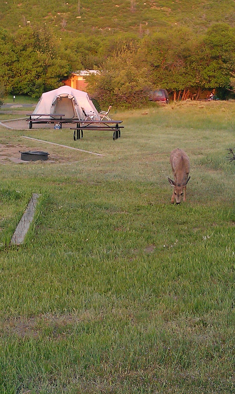 deer camping green free photo