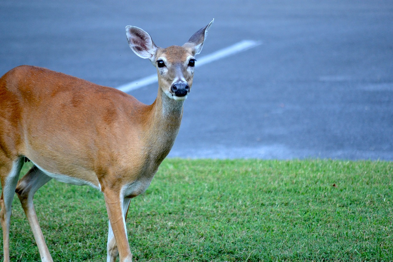 deer wildlife wild free photo