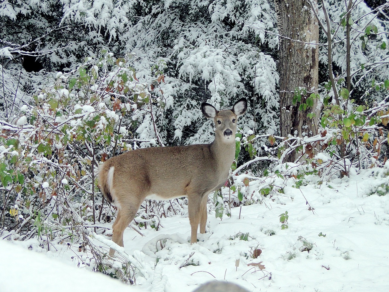 deer fawn winter free photo