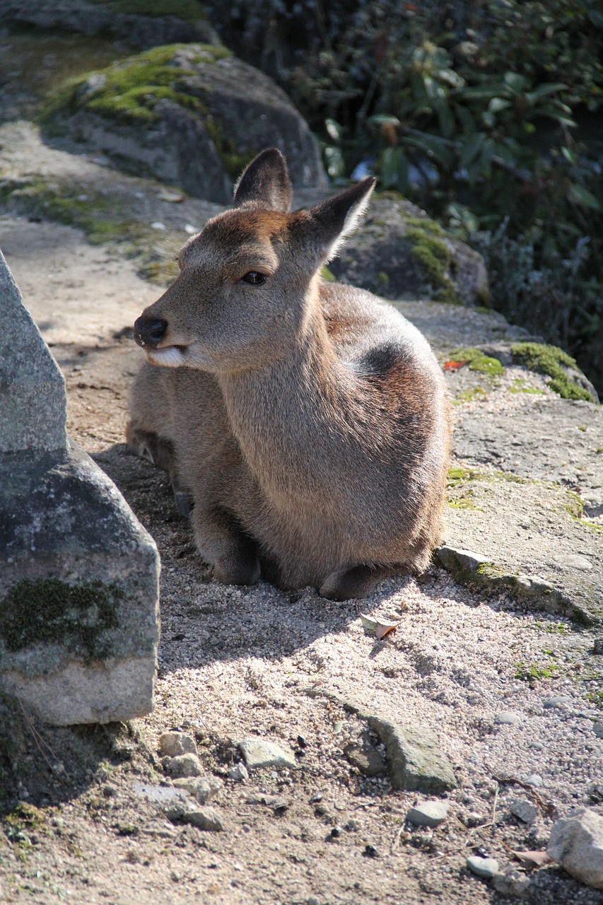 deer miyajima japan free photo