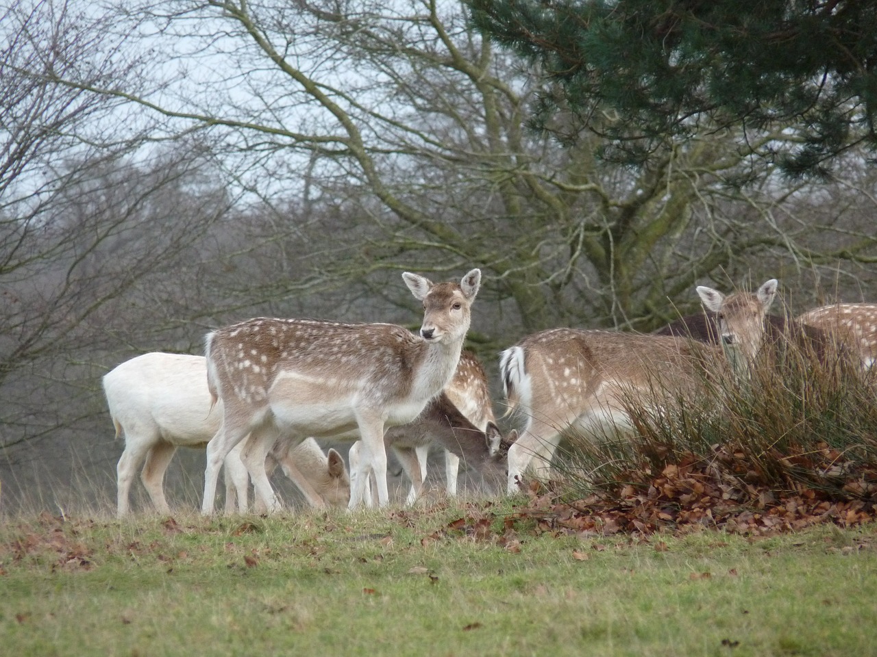 deer parkland animal free photo