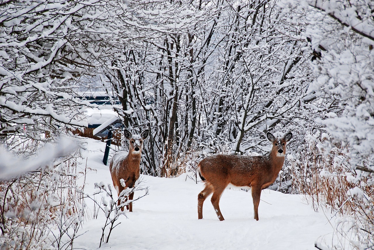 deer snow cold free photo