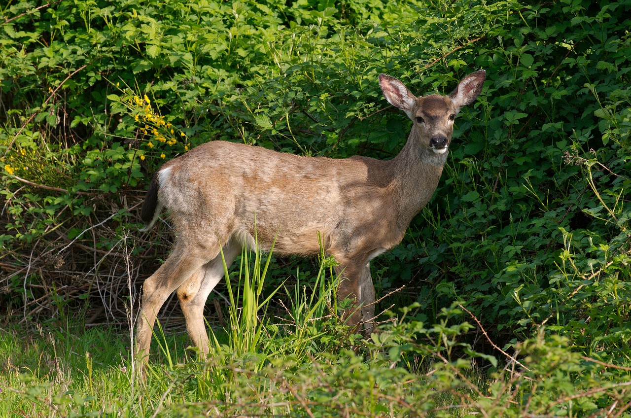 deer white tailed doe free photo