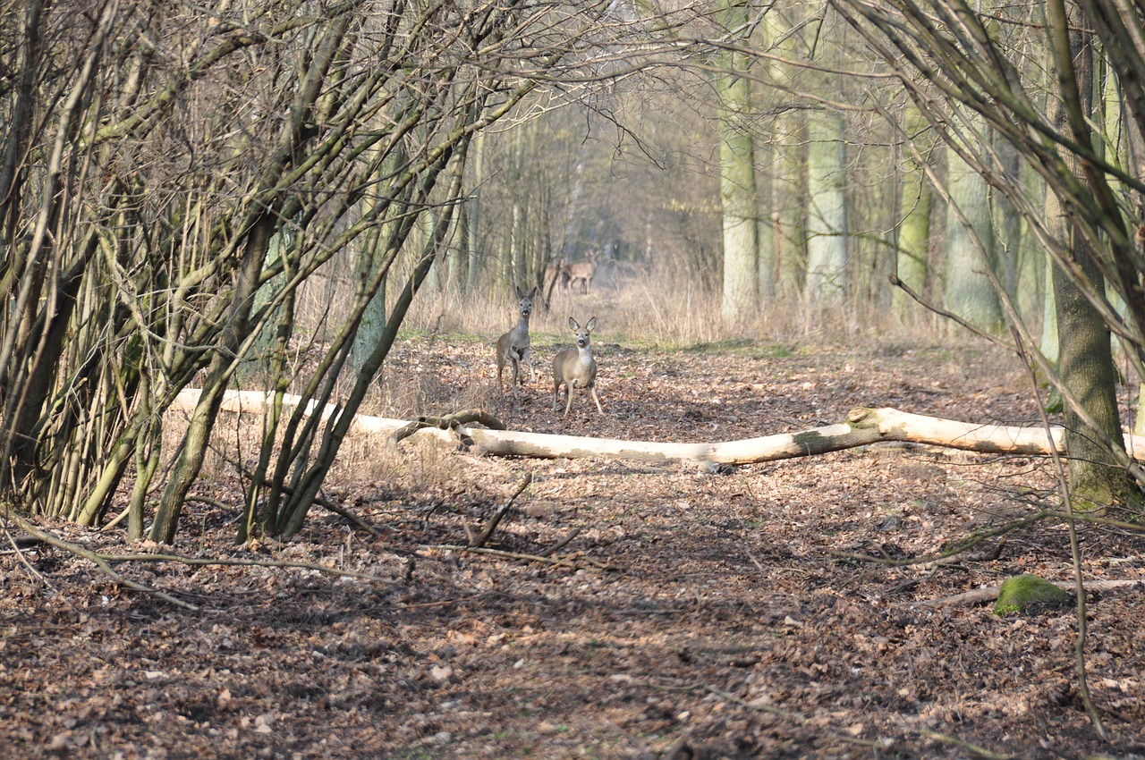 deer forest nature free photo