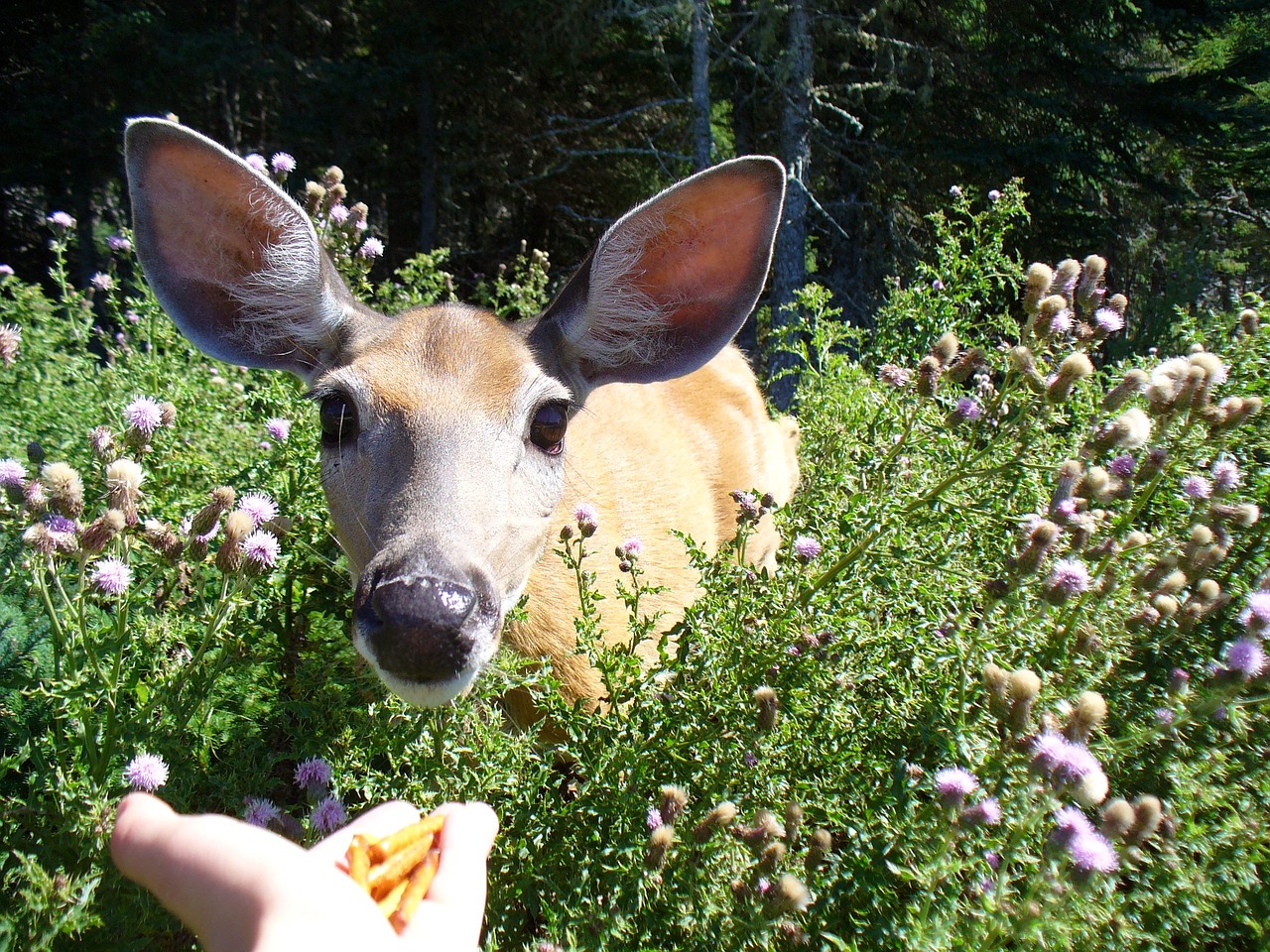 deer feed anticosti island free photo