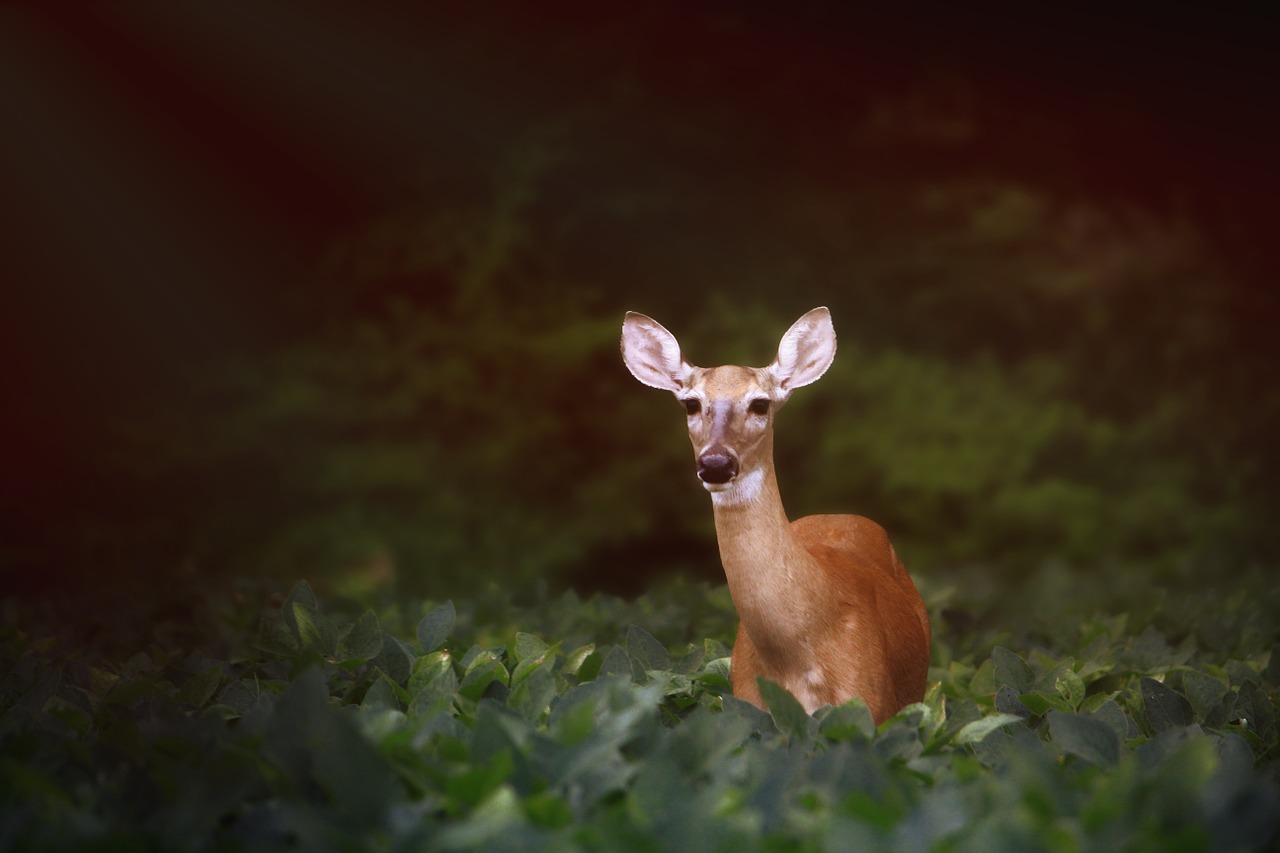 deer outdoors wildlife free photo