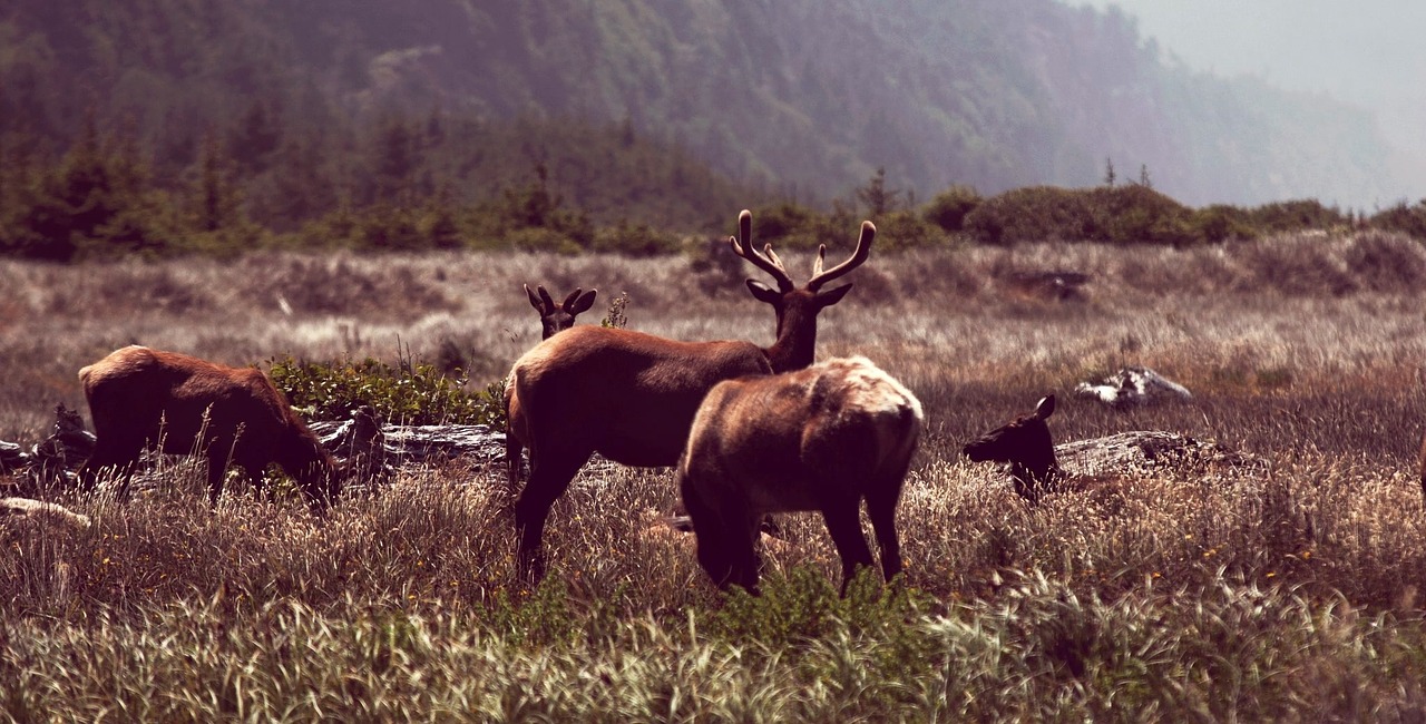 deer antlers animals free photo