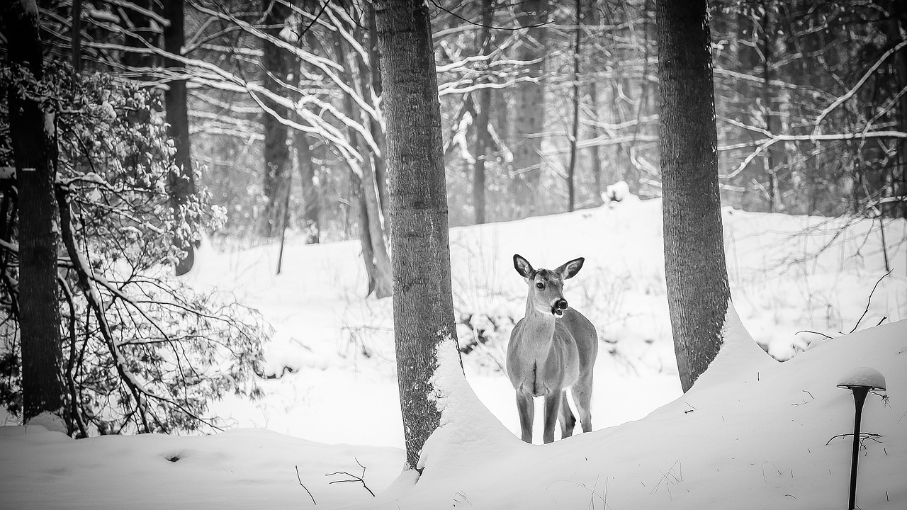 deer animal woods free photo