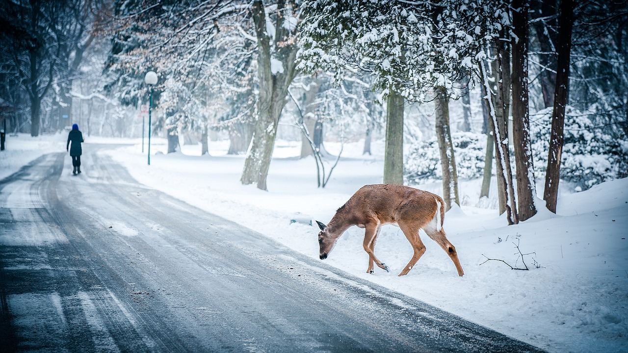 deer crossing winter free photo