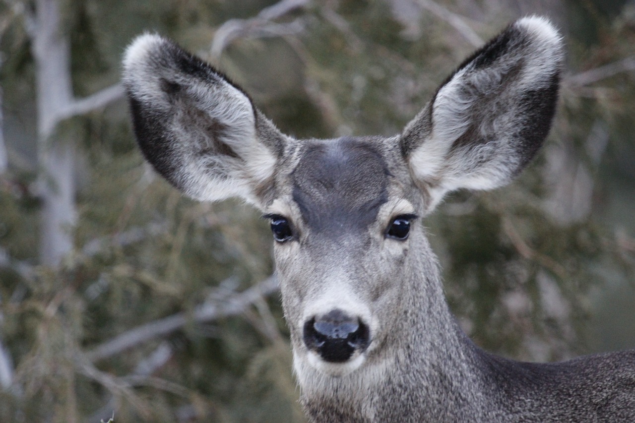 deer doe wildlife free photo